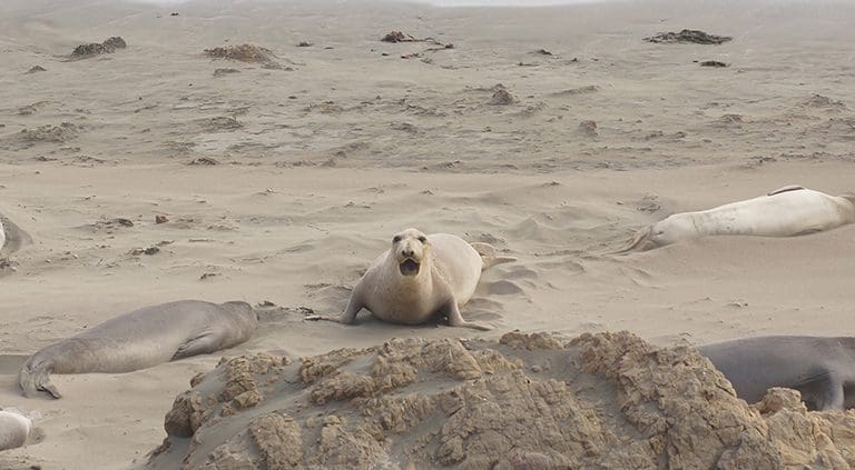 Elephant Seal Beach by Brian Corey