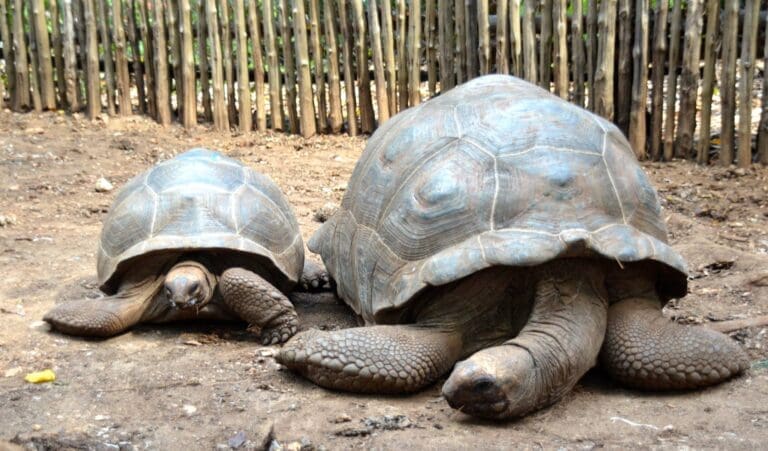 Changuu Island tortoise