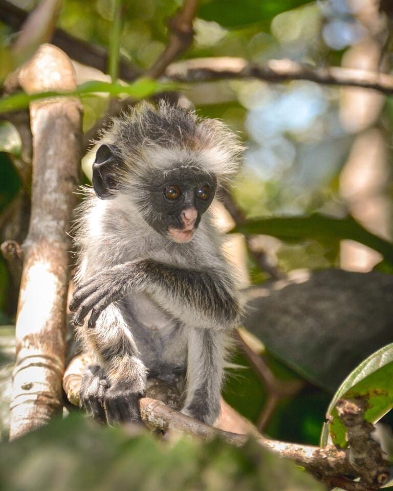 Jozani Forest red colobus monkey by Corinna Horn