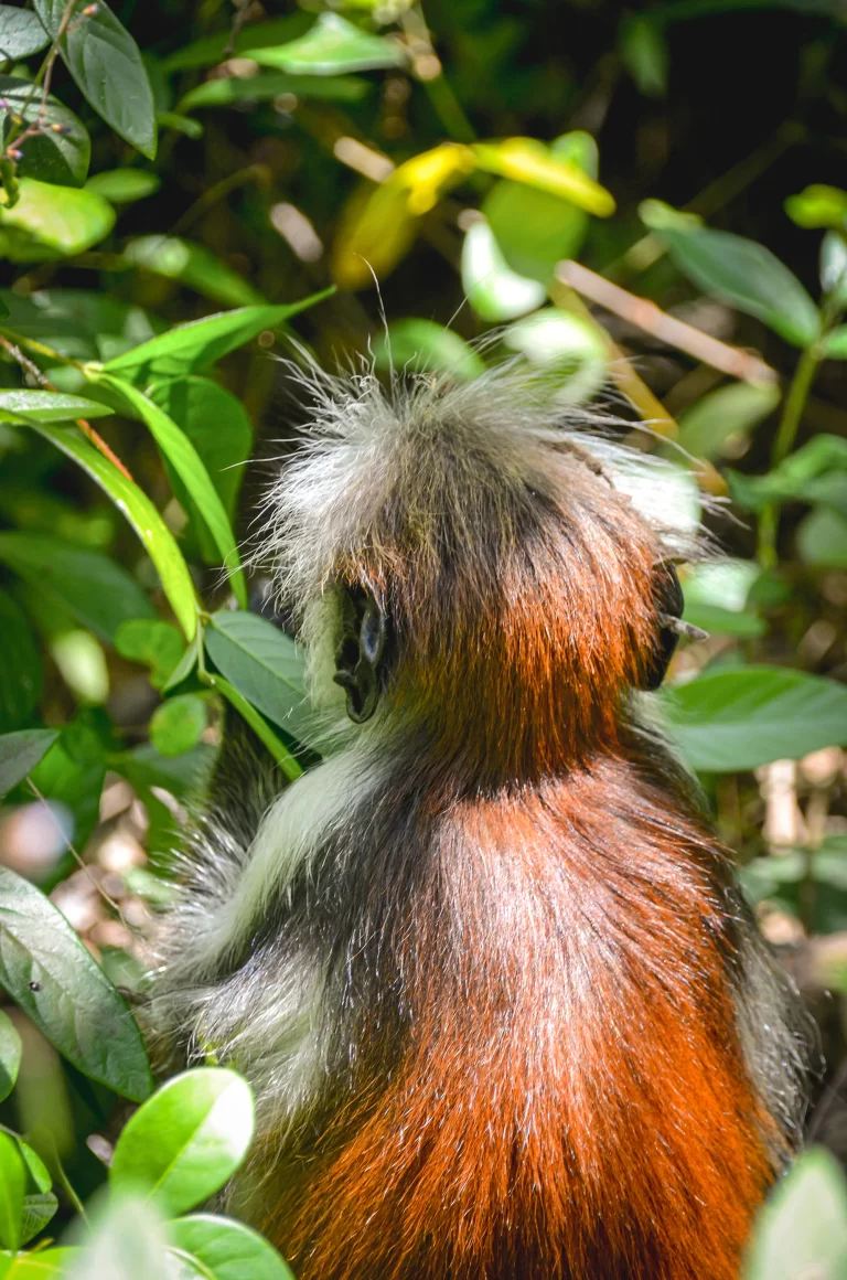 Jozani Forest red colobus monkey by Corinna Horn