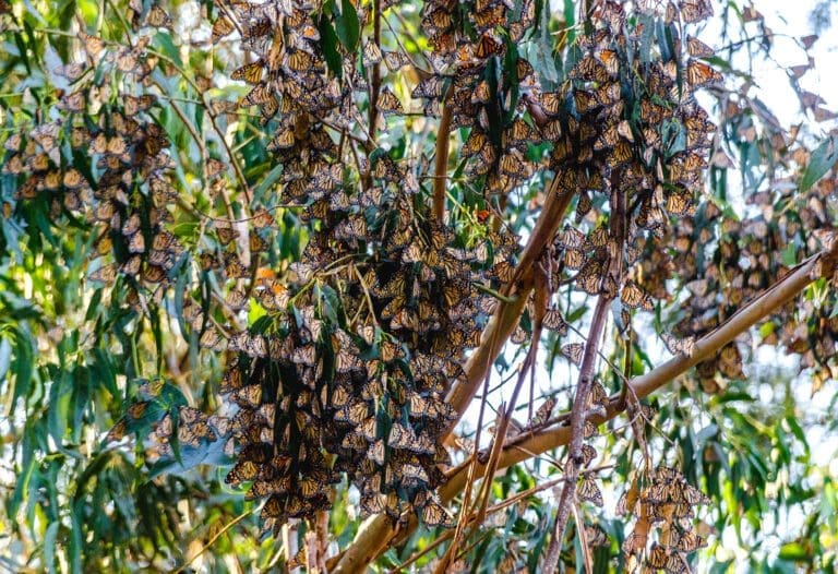 Monarch Butterfly Sanctuary Monterey California