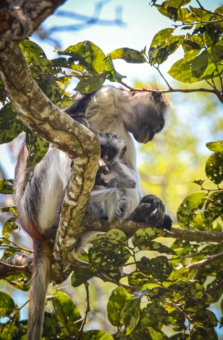 Jozani Forest red colobus monkey by Corinna Horn