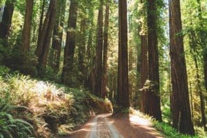 Pfeiffer Falls Trail Redwood forest by Dan Meyers