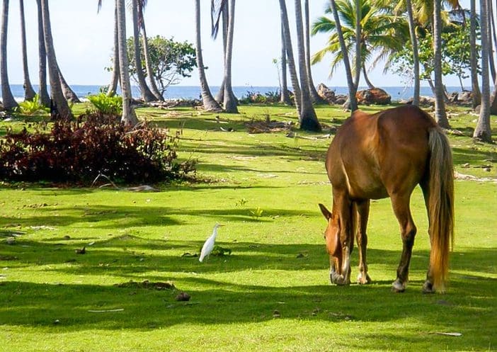 Horseback riding Samaná Peninsula Samaná Dominican Republic
