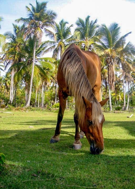 Horseback riding Samaná Peninsula Samaná Dominican Republic