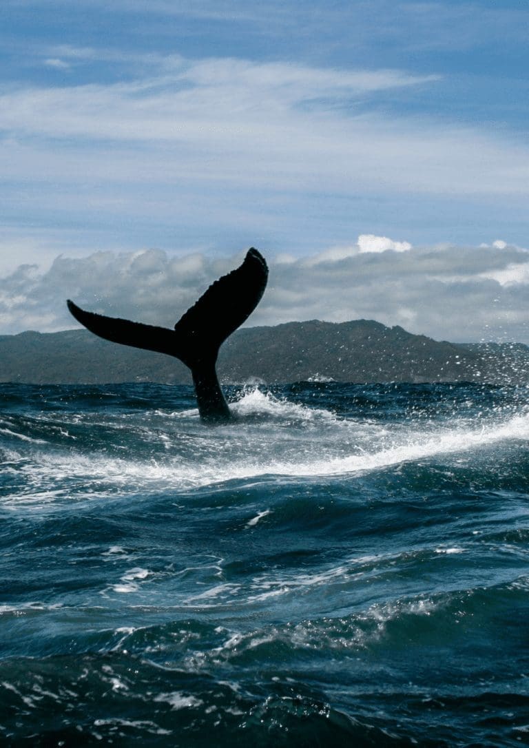 Whale watching Samaná Peninsula Dominican Republic