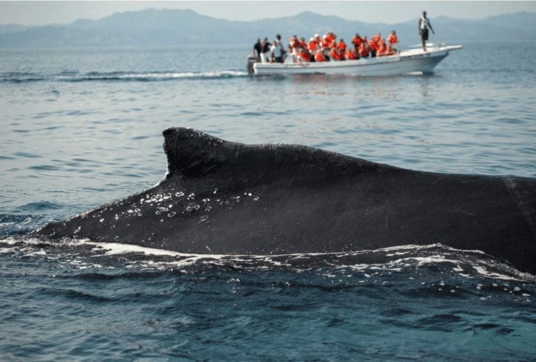 Whale watching Samaná Peninsula Dominican Republic