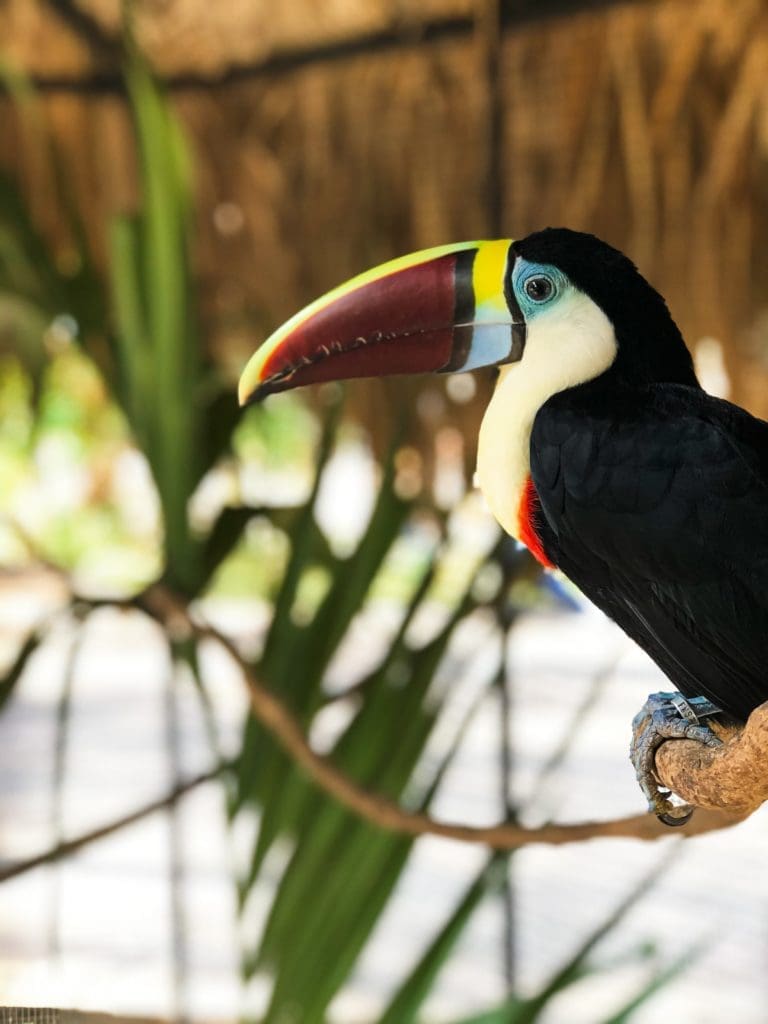 Dominican Republic colourful bird